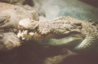 Salt Water Crocodile in captivity